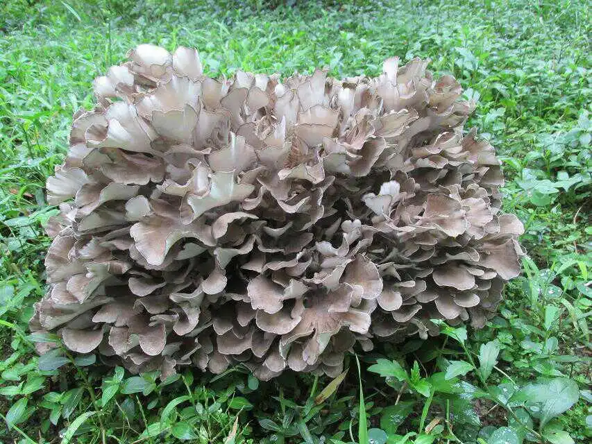 How Maitake Mushrooms Help Manage Blood Sugar Levels?